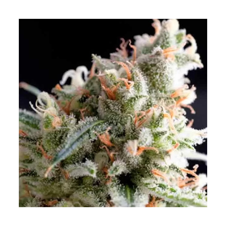  Kukulkan Feminizada【Pyramid Seeds】