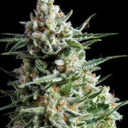 ANESTHESIA CBD