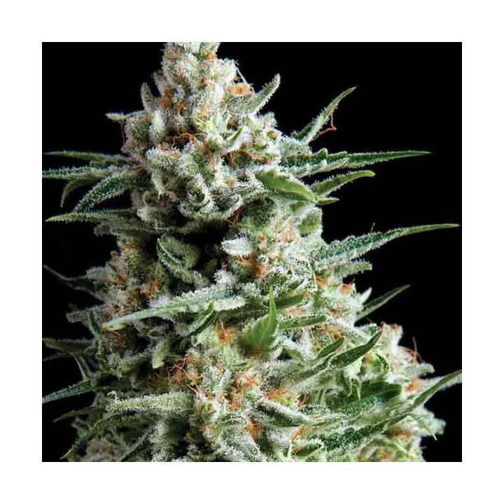 Anesthesia CBD FeminizadaPyramid Seeds