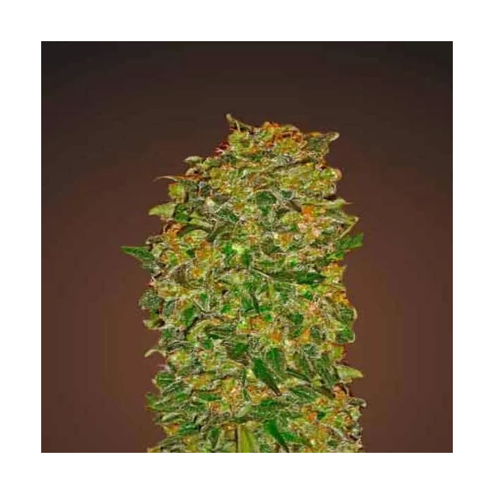 Chocolate Kush Feminizada00 Seeds Bank