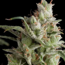  Super OG Kush Feminizada【Pyramid Seeds】