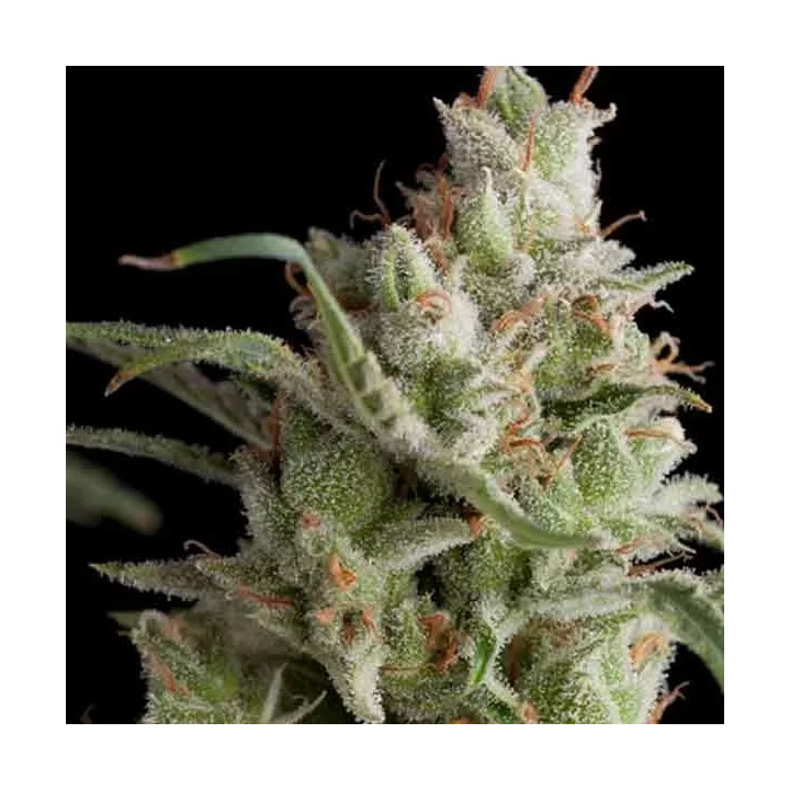  Super OG Kush Feminizada【Pyramid Seeds】