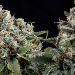  Auto Tutankhamon【Pyramid Seeds】