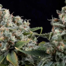 AUTO TUTANKHAMON