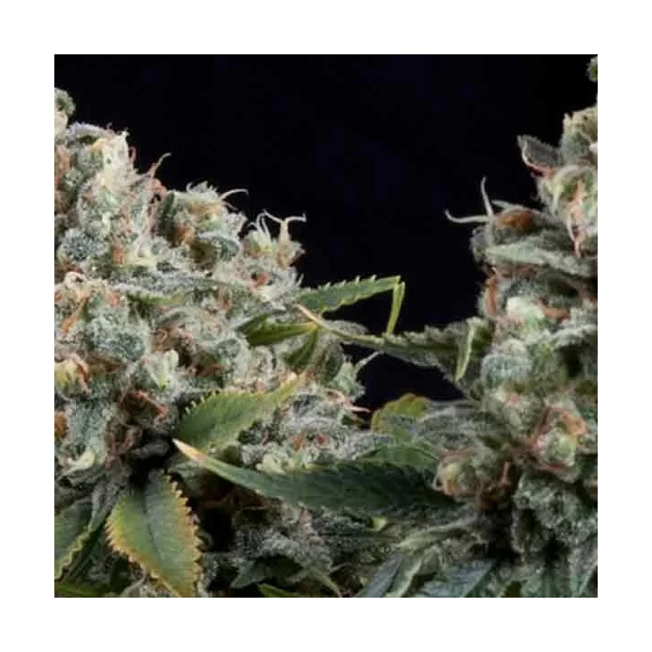Auto TutankhamonPyramid Seeds