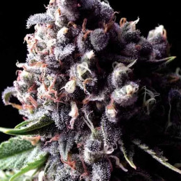  Auto Purple【Pyramid Seeds】