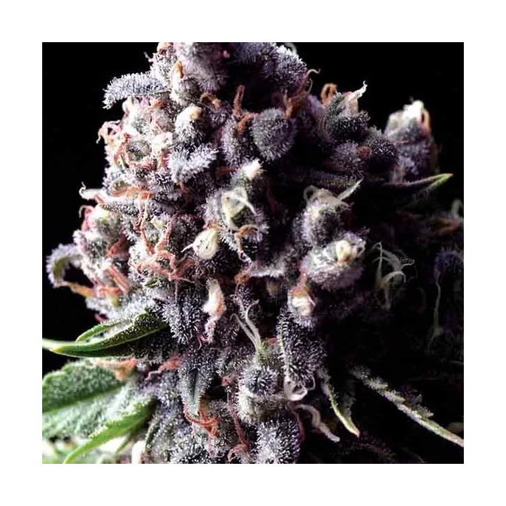 Auto PurplePyramid Seeds