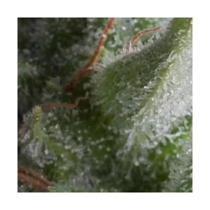 Auto SharkPyramid Seeds