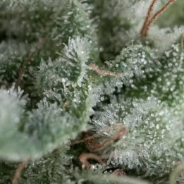  Auto Nefertiti【Pyramid Seeds】