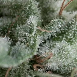 AUTO NEFERTITI