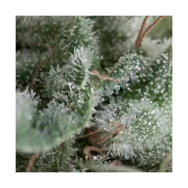 Auto NefertitiPyramid Seeds