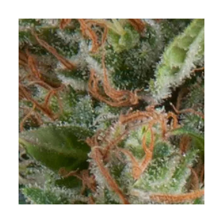 Auto WembleyPyramid Seeds