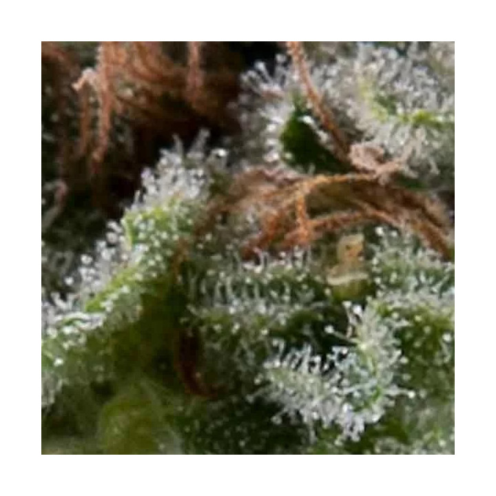 Auto LennonPyramid Seeds