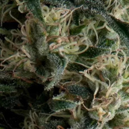  Auto Galaxy【Pyramid Seeds】