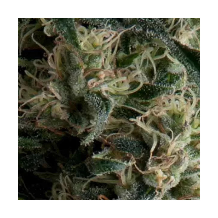 Auto GalaxyPyramid Seeds