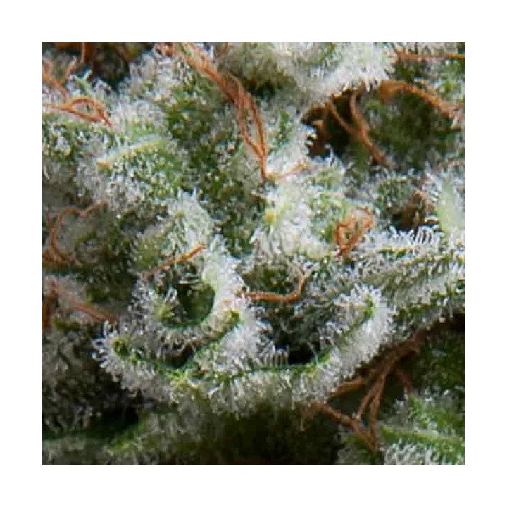 Auto AnesthesiaPyramid Seeds