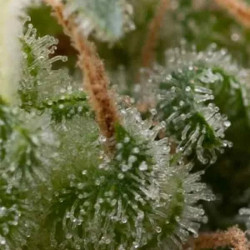 Auto Super Hash