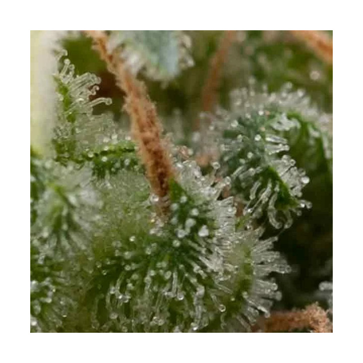 Auto Super HashPyramid Seeds
