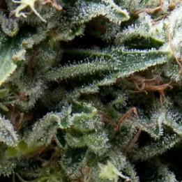  Auto New York City【Pyramid Seeds】