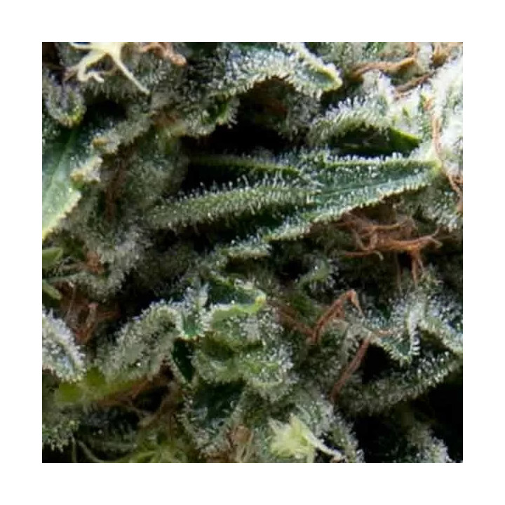 Auto New York CityPyramid Seeds
