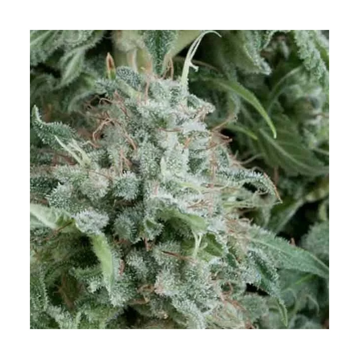 Auto AnubisPyramid Seeds