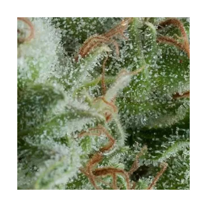 Auto KryptonitePyramid Seeds
