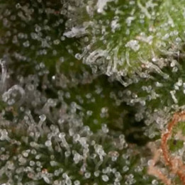  Auto Fresh Candy【Pyramid Seeds】