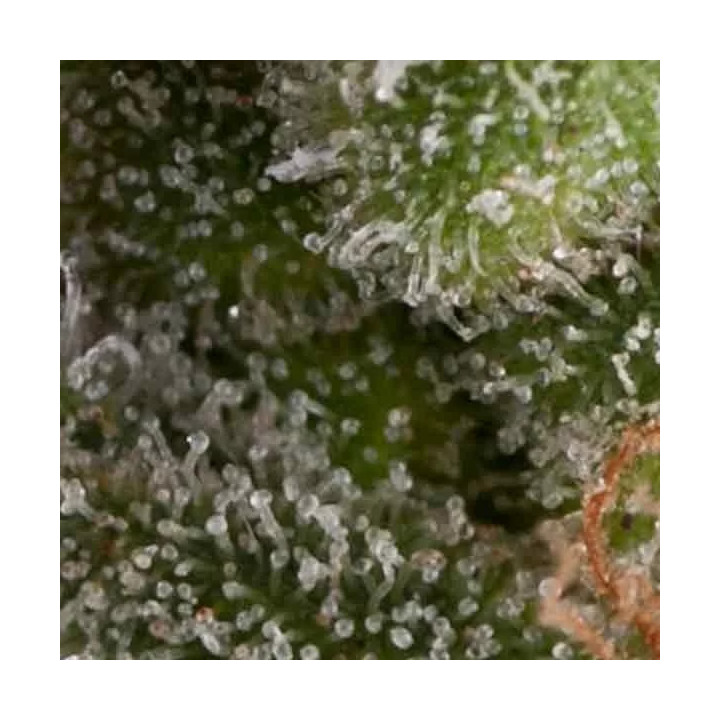 Auto Fresh CandyPyramid Seeds