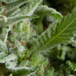  Auto Alpujarreña【Pyramid Seeds】