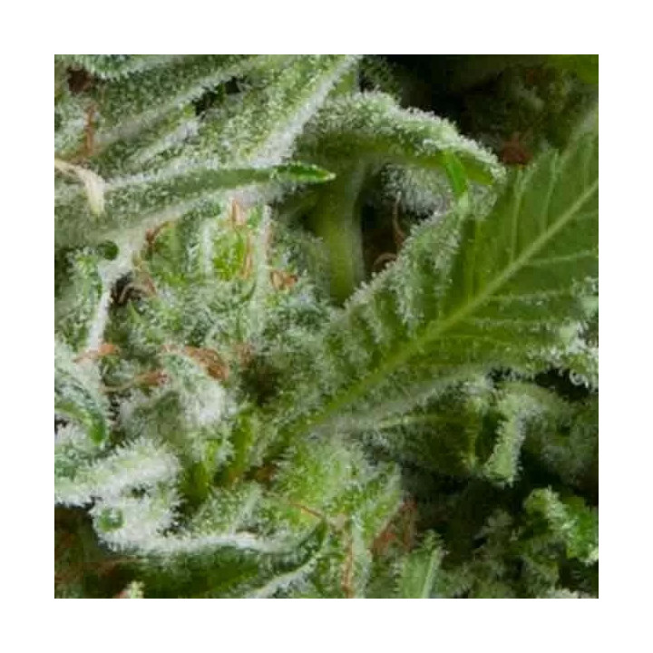 Auto AlpujarreñaPyramid Seeds