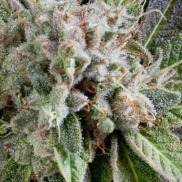  Auto Blue Pyramid【Pyramid Seeds】