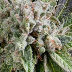 AUTO BLUE PYRAMID
