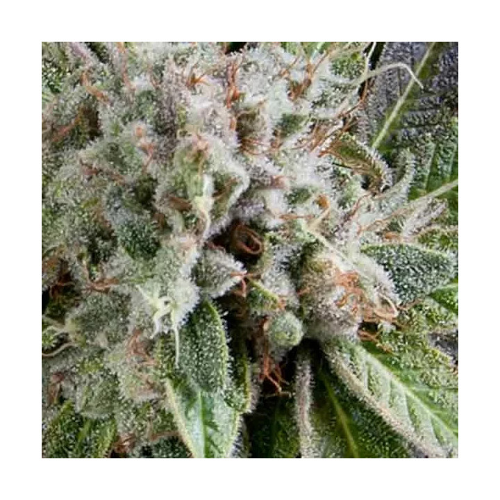 Auto Blue PyramidPyramid Seeds