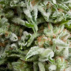 AUTO AMNESIA GOLD