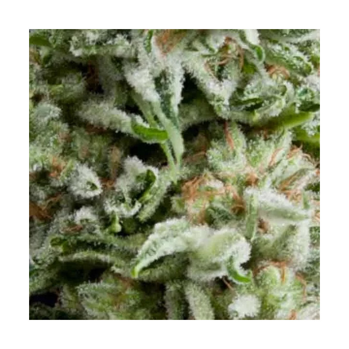  Auto Amnesia Gold【Pyramid Seeds】