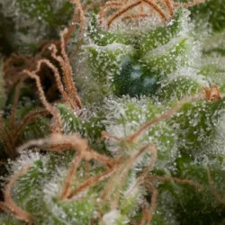 Auto American Pie
