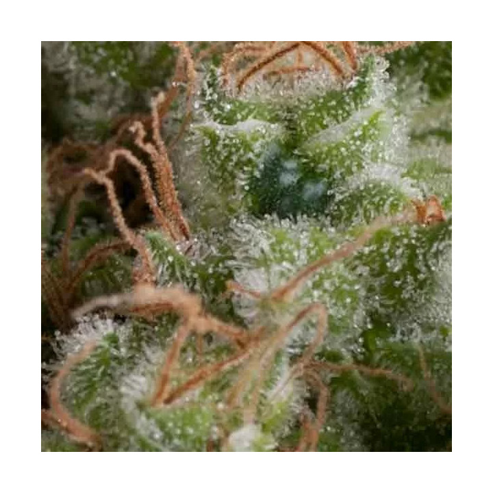 Auto American PiePyramid Seeds