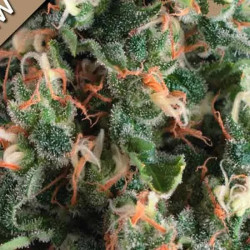 AUTO SUPER OG KUSH