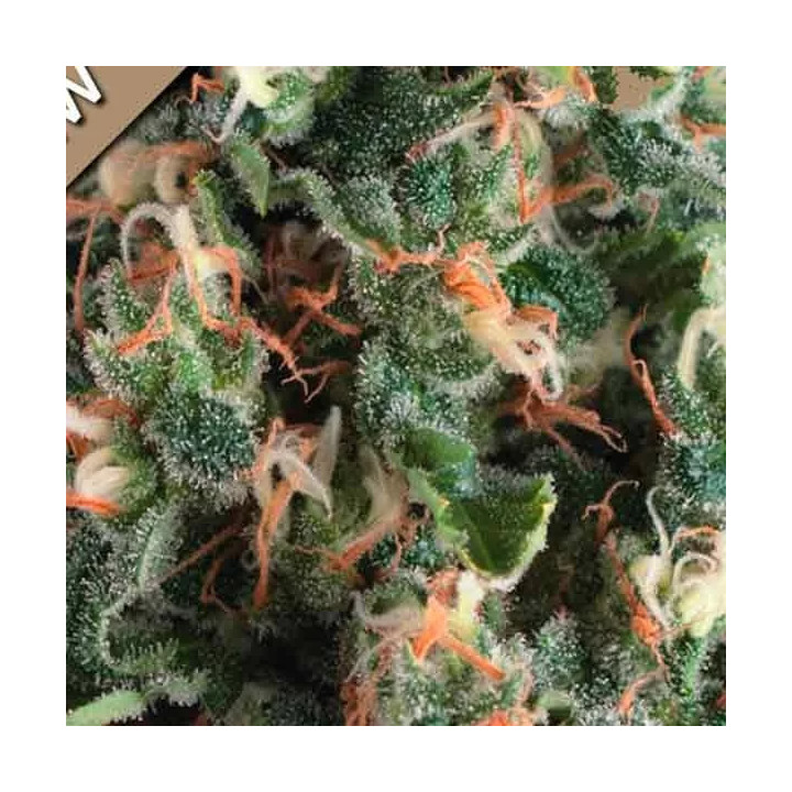 Auto Super OG KushPyramid Seeds