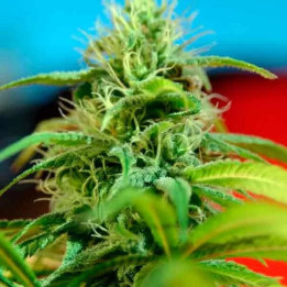  Roots Semilla Regular【Reggae Seeds】