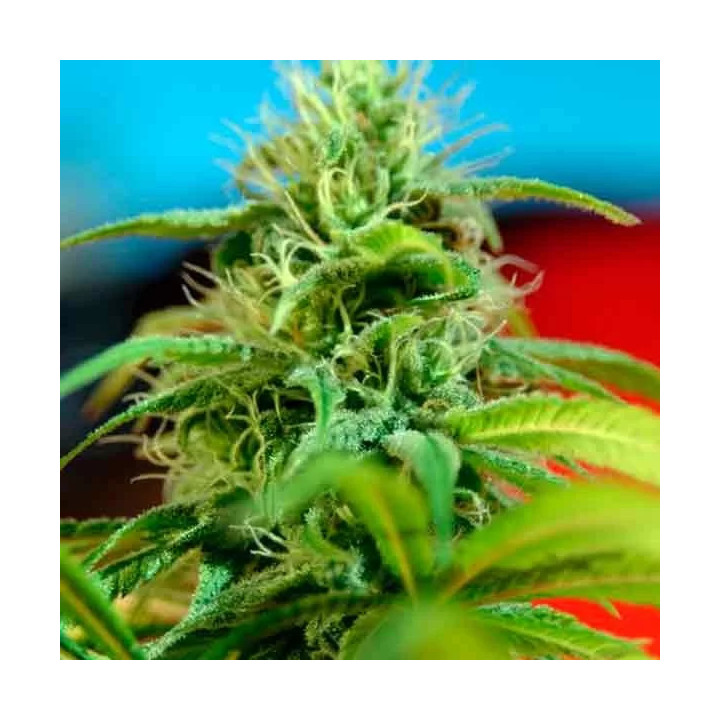  Roots Semilla Regular【Reggae Seeds】