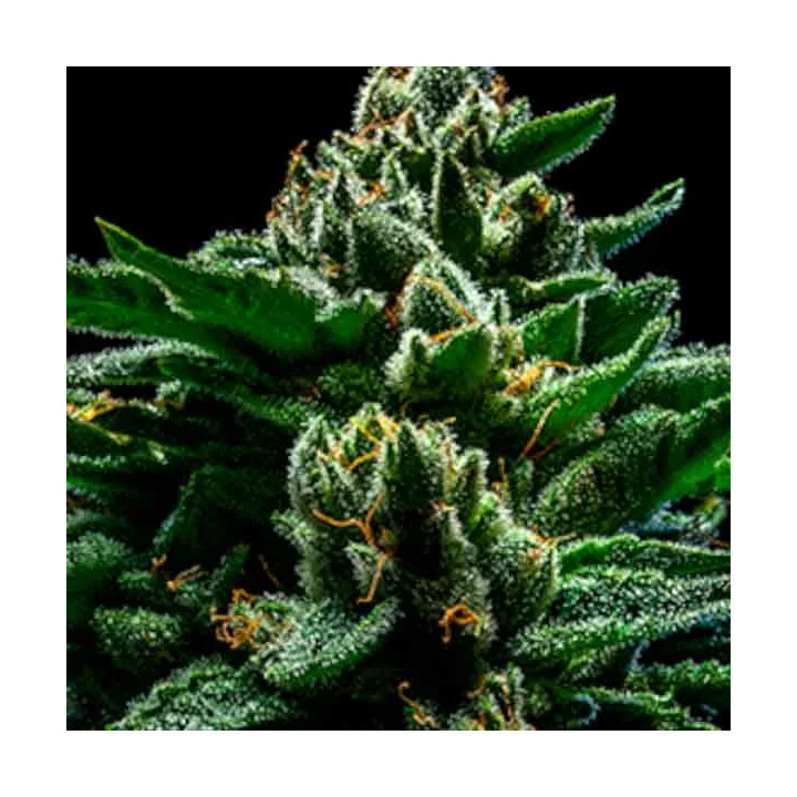 Do-G FeminizadaRipper Seeds