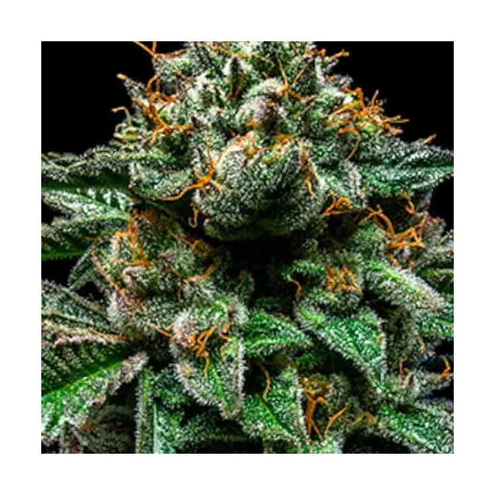 Chempie FeminizadaRipper Seeds