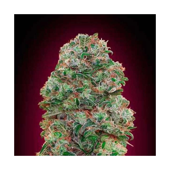 Bubble Gum Feminizada00 Seeds Bank