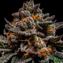  Brain Cake Feminizada【Ripper Seeds】