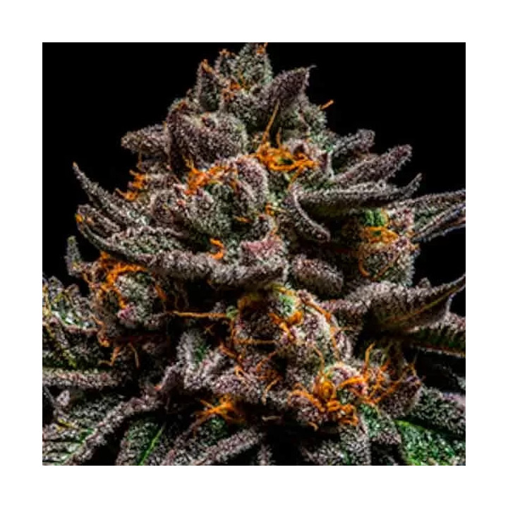 Brain Cake FeminizadaRipper Seeds