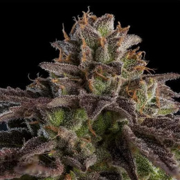 Kmintz Feminizada【Ripper Seeds】