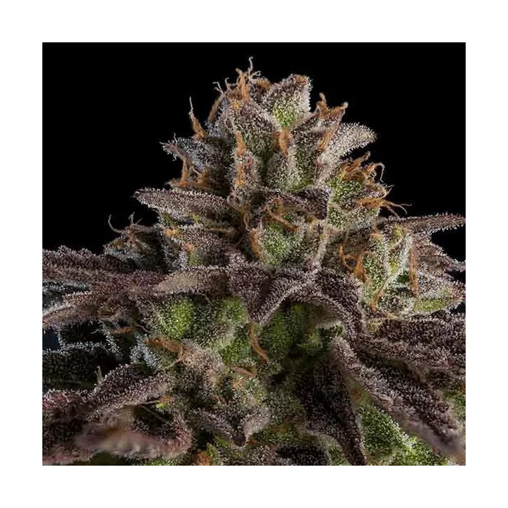  Kmintz Feminizada【Ripper Seeds】