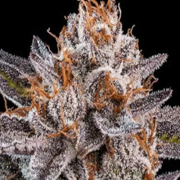  OMG Feminizada【Ripper Seeds】