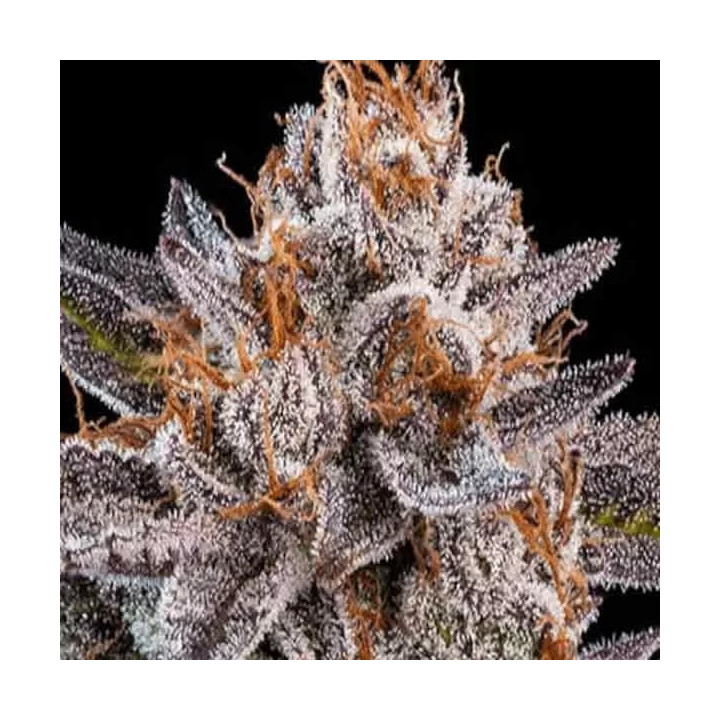  OMG Feminizada【Ripper Seeds】